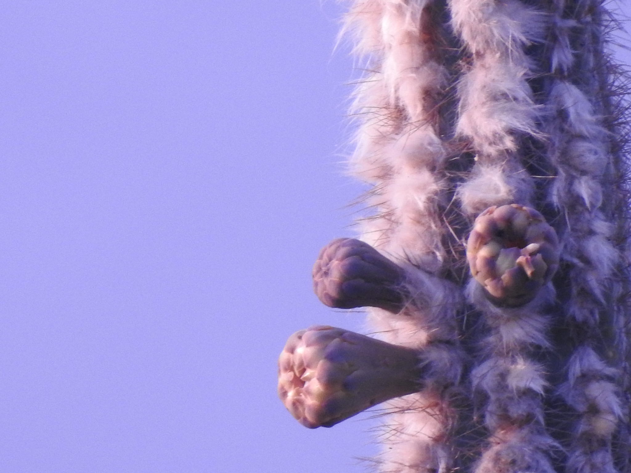 Pilosocereus chrysacanthus